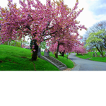 pink trees hangout