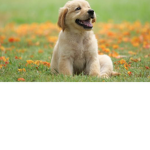 Pupperoni