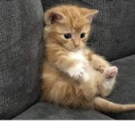 Michis gato