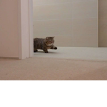 Kittenaters :D