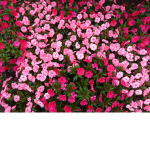 The Flower Patch Kids!