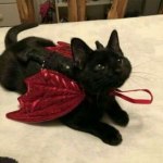 Devils kittiess