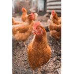 Chickens, assemble!