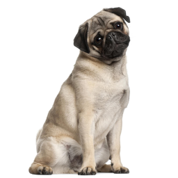 My group game! (about pugs ;-;)