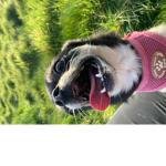 Pûppŷ Gâñg
