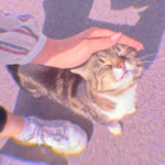 l x v e l y
