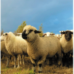 Fluffy-Sheep Gang
