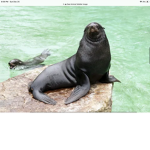 Da Seal Hangout