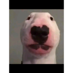 Iluv dogs and cats