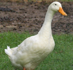 -Duck development-