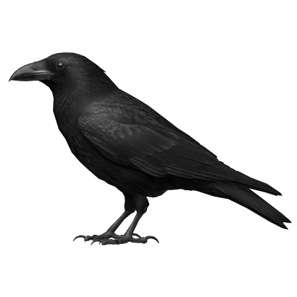 Crow / Raven On Head