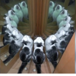Cat colt to summon cat god