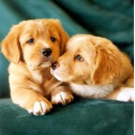DOGES TOGETHER LIVE FOREVER
