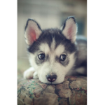 HUSKYLOVERS