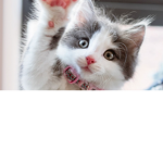 Kit cats <3
