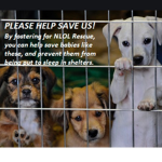 Help all animals in need