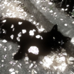 meower .ᐟ