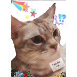 Fin the cat