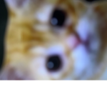 El gato group Yuz
