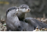 otters club