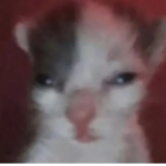 Gatitos_lindos _bonitos
