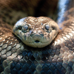 Snake sq