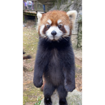 #QUEEN RED PANDA FUN SQUAD
