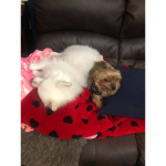 Ciara’s dog group