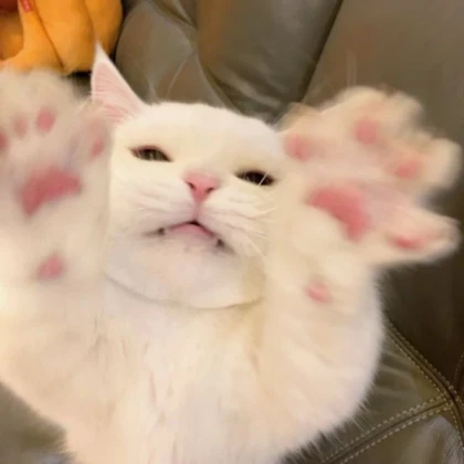Cute cat