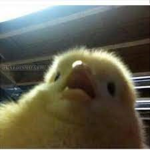 MrDuck's Empire