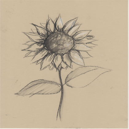 Drawing of Sunflower Roblox decal