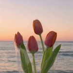 ~>tulips<~