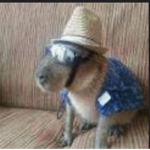 Capybara pro