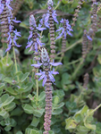 Dogbane Herb Parlor
