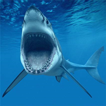 Sharks and Friends!