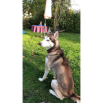 Ich mag Hunde wer mag auch Hunde
