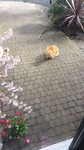 Gingers chill area