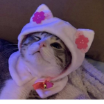 catXumi Kits