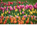 Fields Of Tulips (FOT)