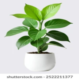 عقبة سهلة