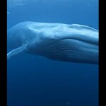 whale fact generator