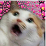 ~Catgroup~