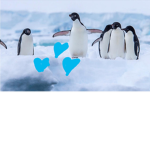 Penguins Libarty