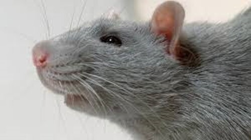 [BADGE] Rebirth Simulator Rats !