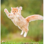 I Love Cats and all other animals