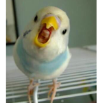 birb trollers