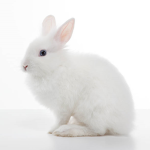Rabbits rule they so thick
