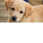|DogsUnited|