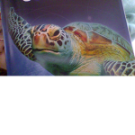 TURTLE VSCO GIRL CLUB SAVE THE TURTLES!