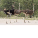 overfed ostriches